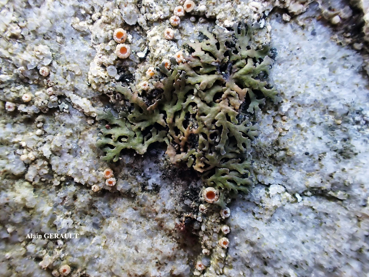 Gyalecta jenensis var. macrospora forma